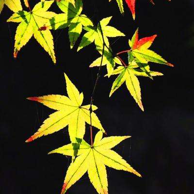 烈焰焚天手游小米版下载