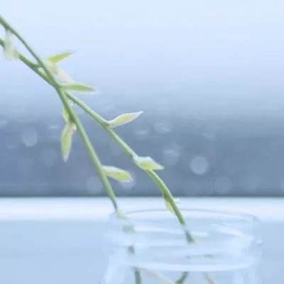 机甲数码兽bt版下载